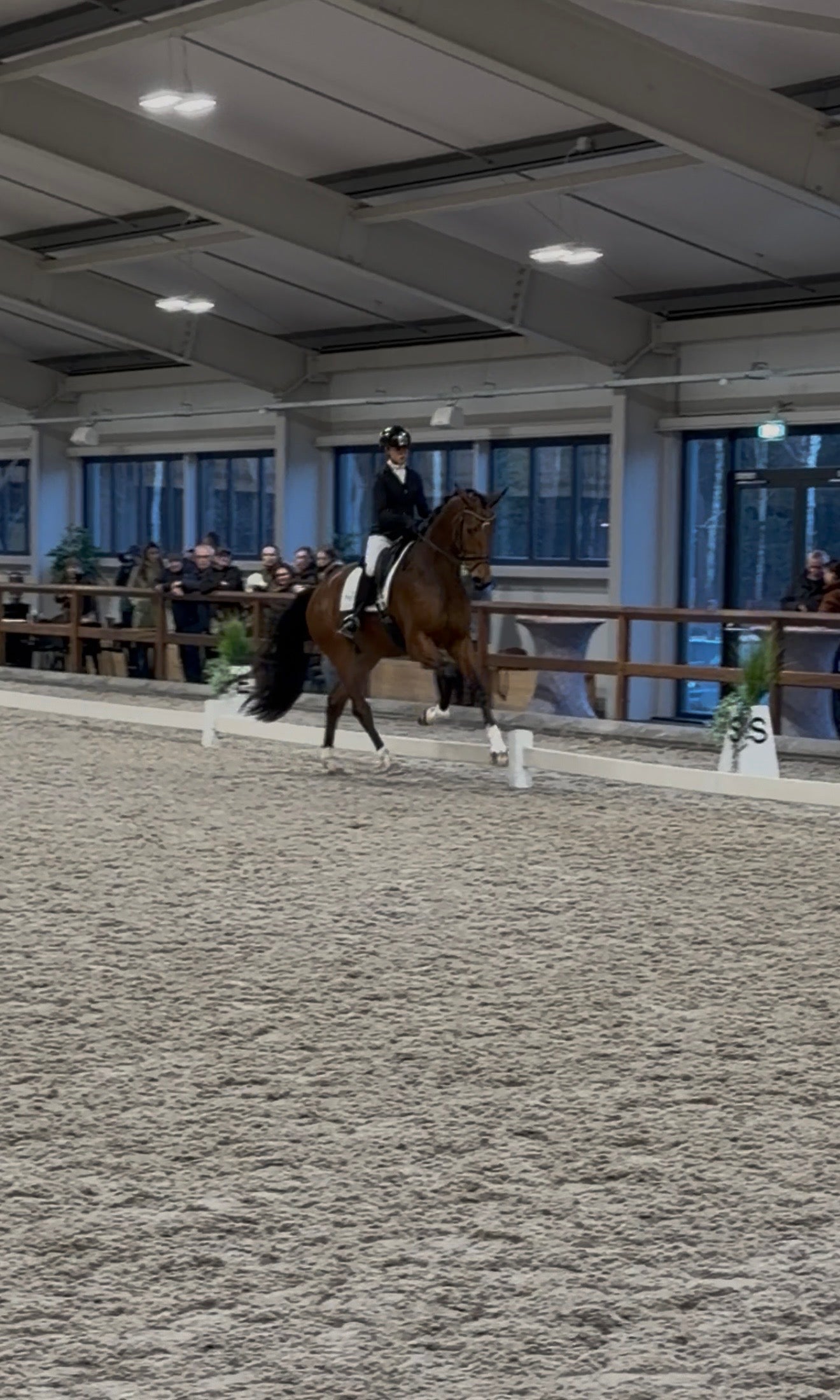KWPN Young Dressage Talents – 4-Year-Olds