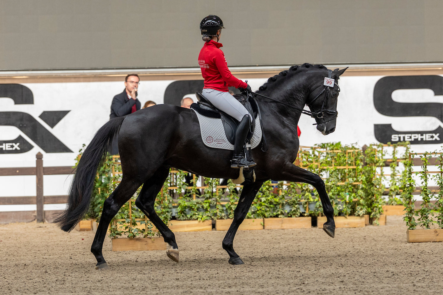 Avici ECH – Champion Stallion 2026 🇧🇪 Approved for BWP