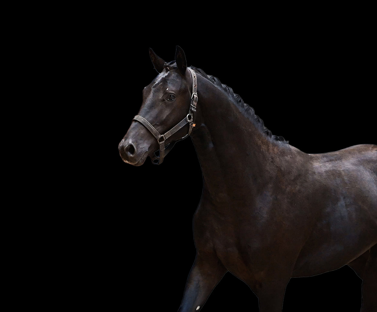 New man in black du jade