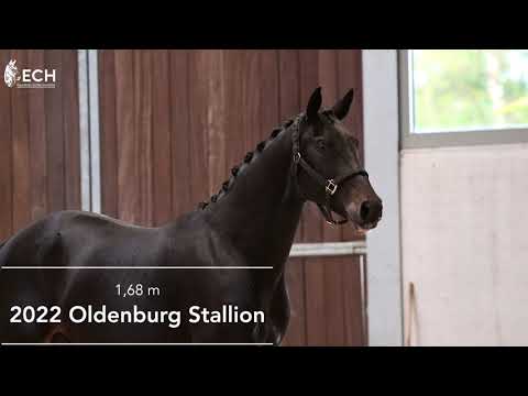 Load video: Bexley MG