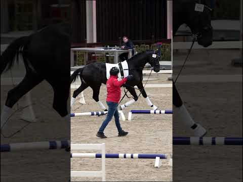 Load video: Avicii ECH