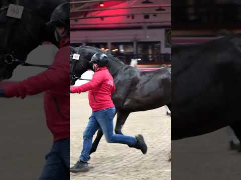 Load video: Avicii ECH