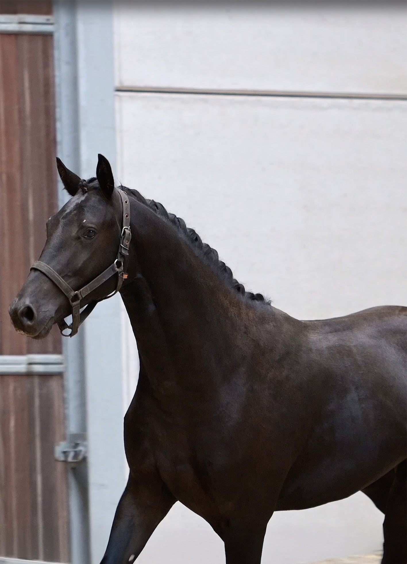 HORSE.Ⅱ2さま New man in black du jade– 2022 Gelding by Next Pitch × Wynton