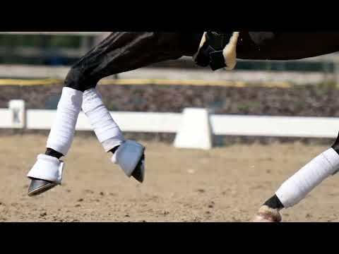 Load video: Avici ECH