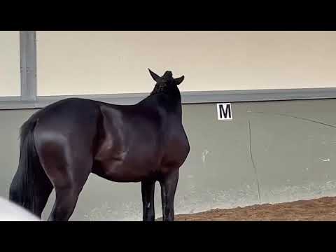 Load video: Avicii ECH