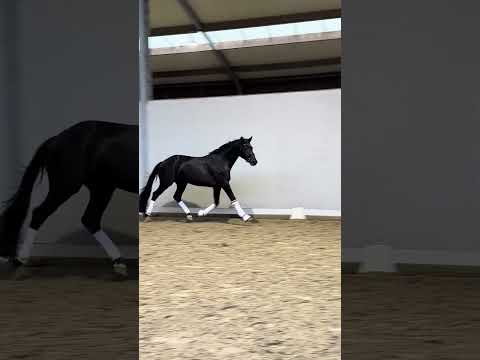 Load video: Avicii ECH