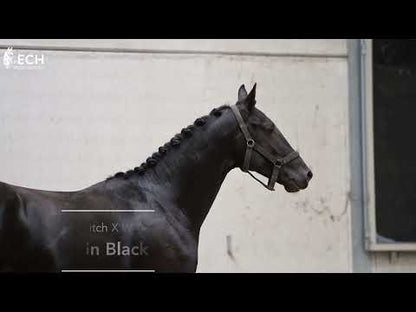 New man in black du jade