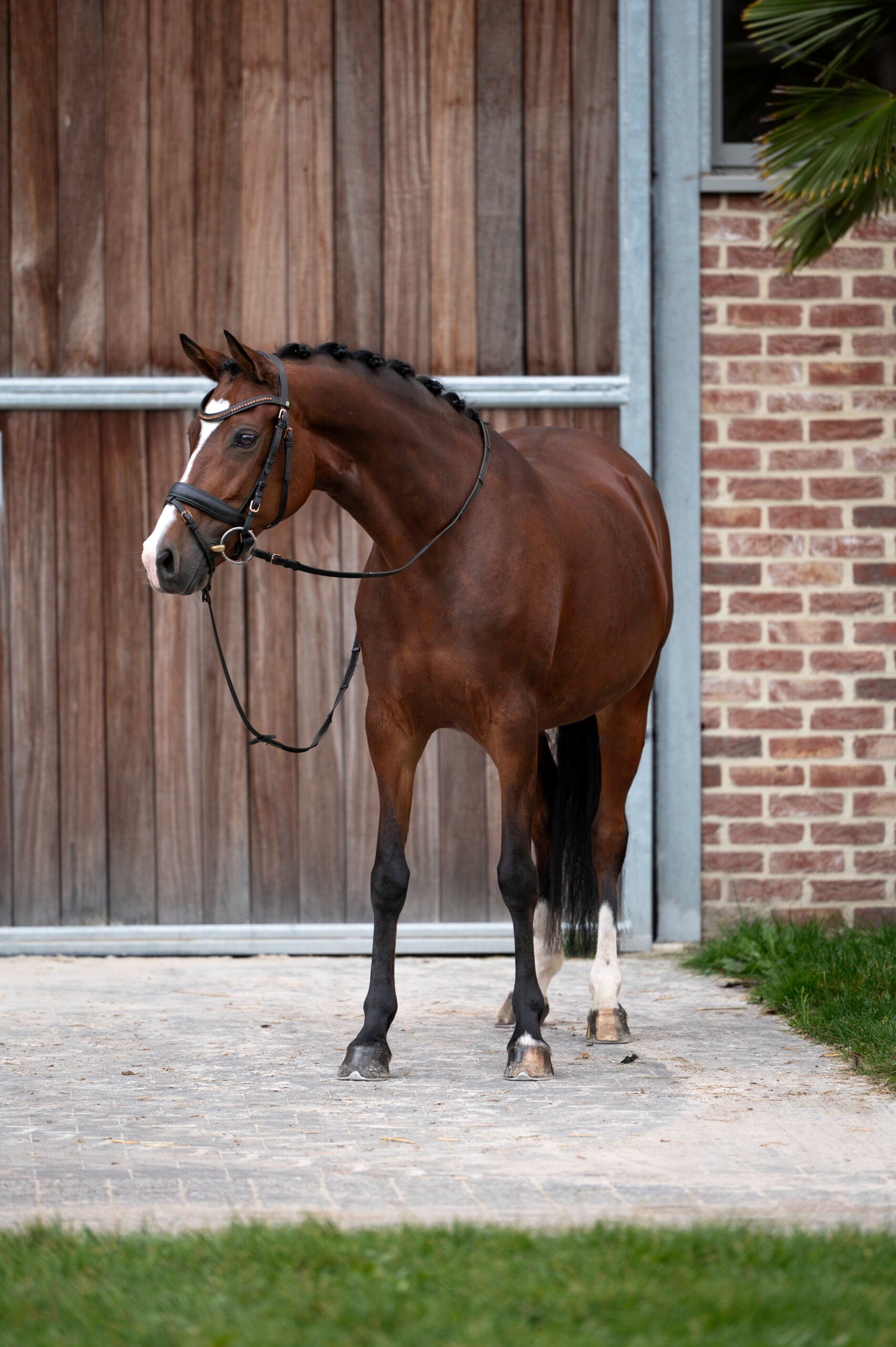 Tattoo v/h Bloemenhof